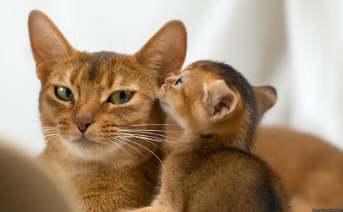 Foto - Kattungar